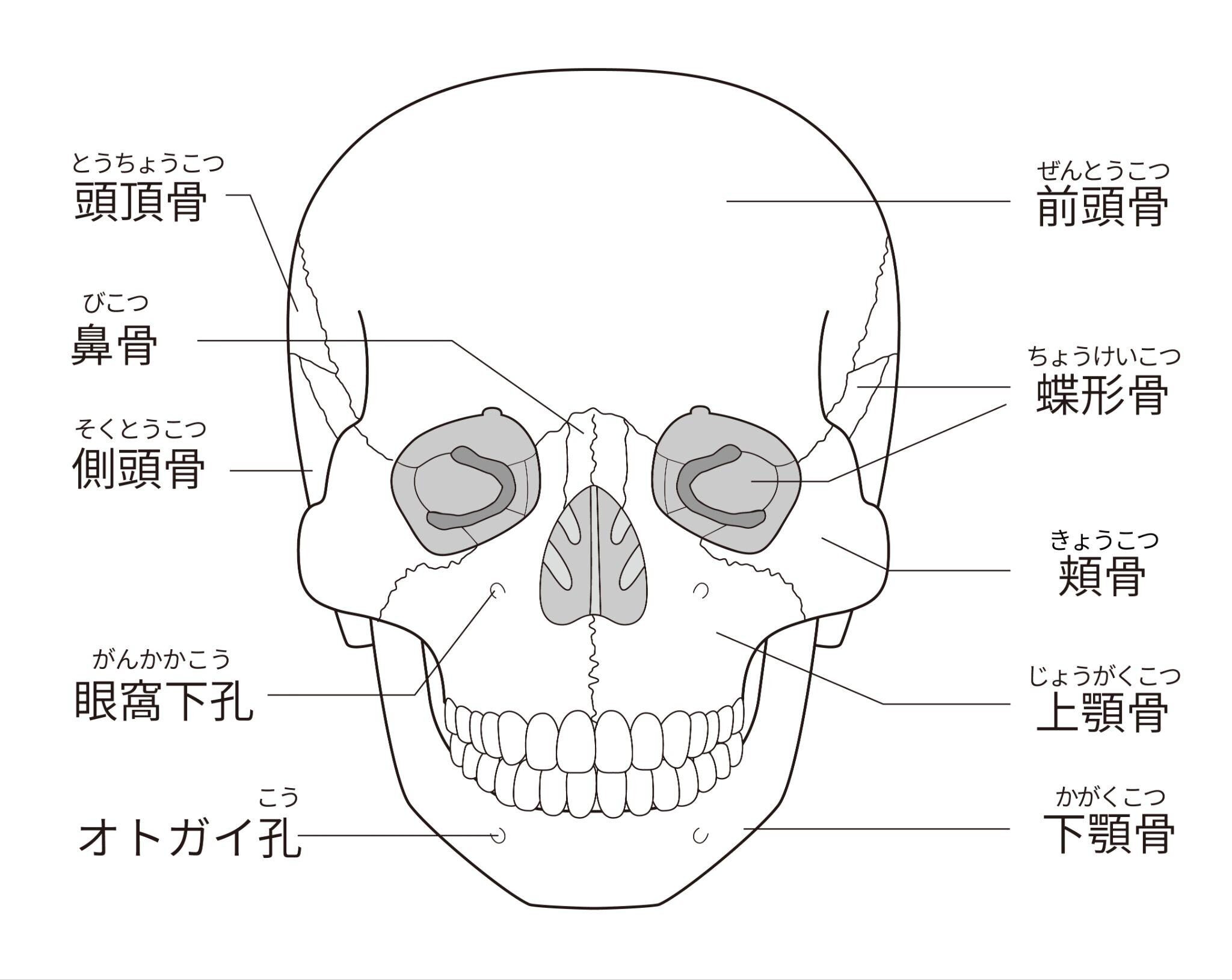 オトガイ（あご）とは？